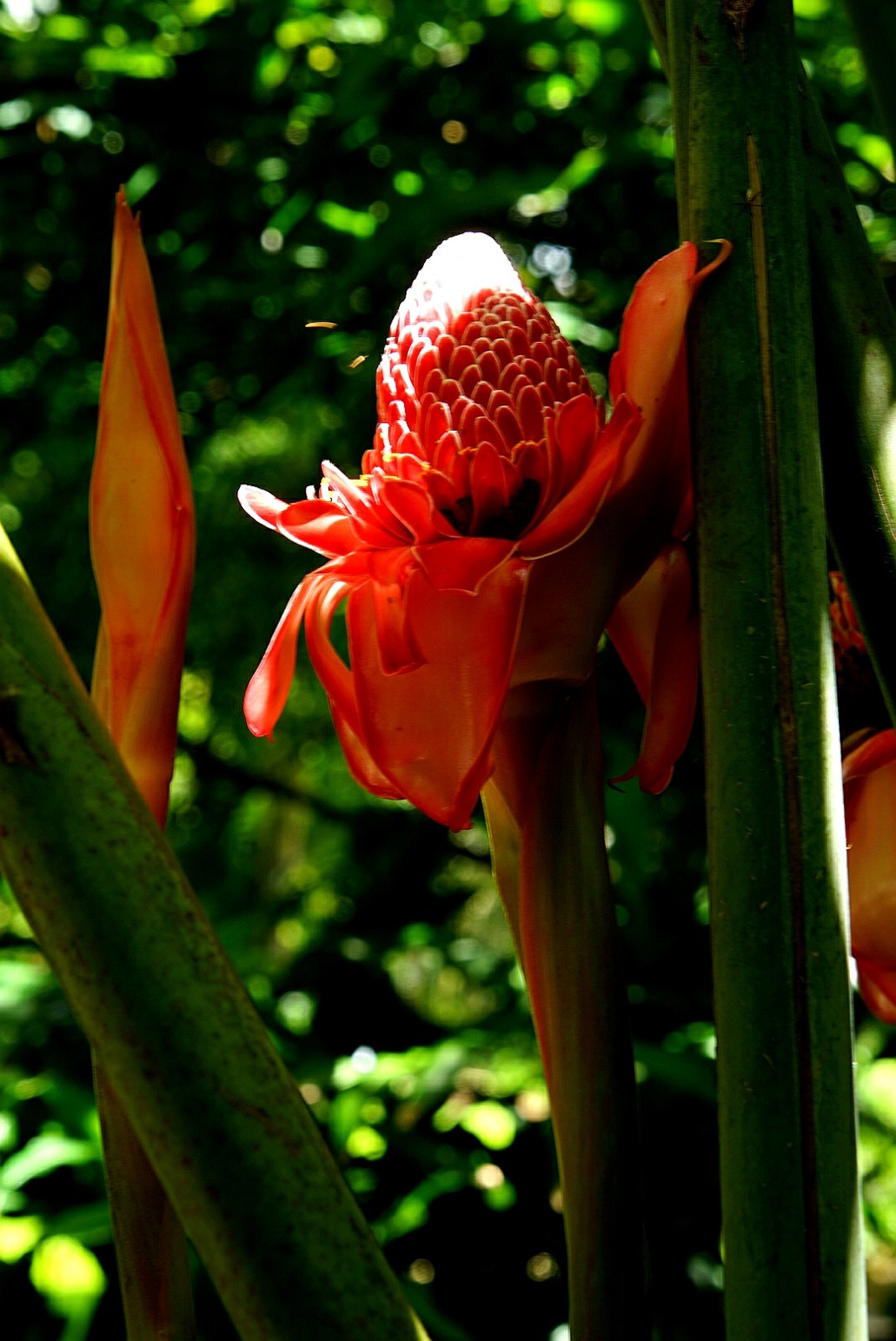 新西兰 自然 开花 - Pixabay上的免费照片 - Pixabay