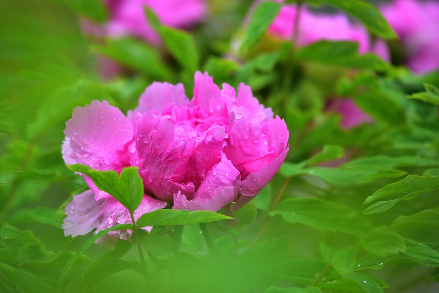 牡丹 鲜花 雨后 - Pixabay上的免费照片 - Pixabay