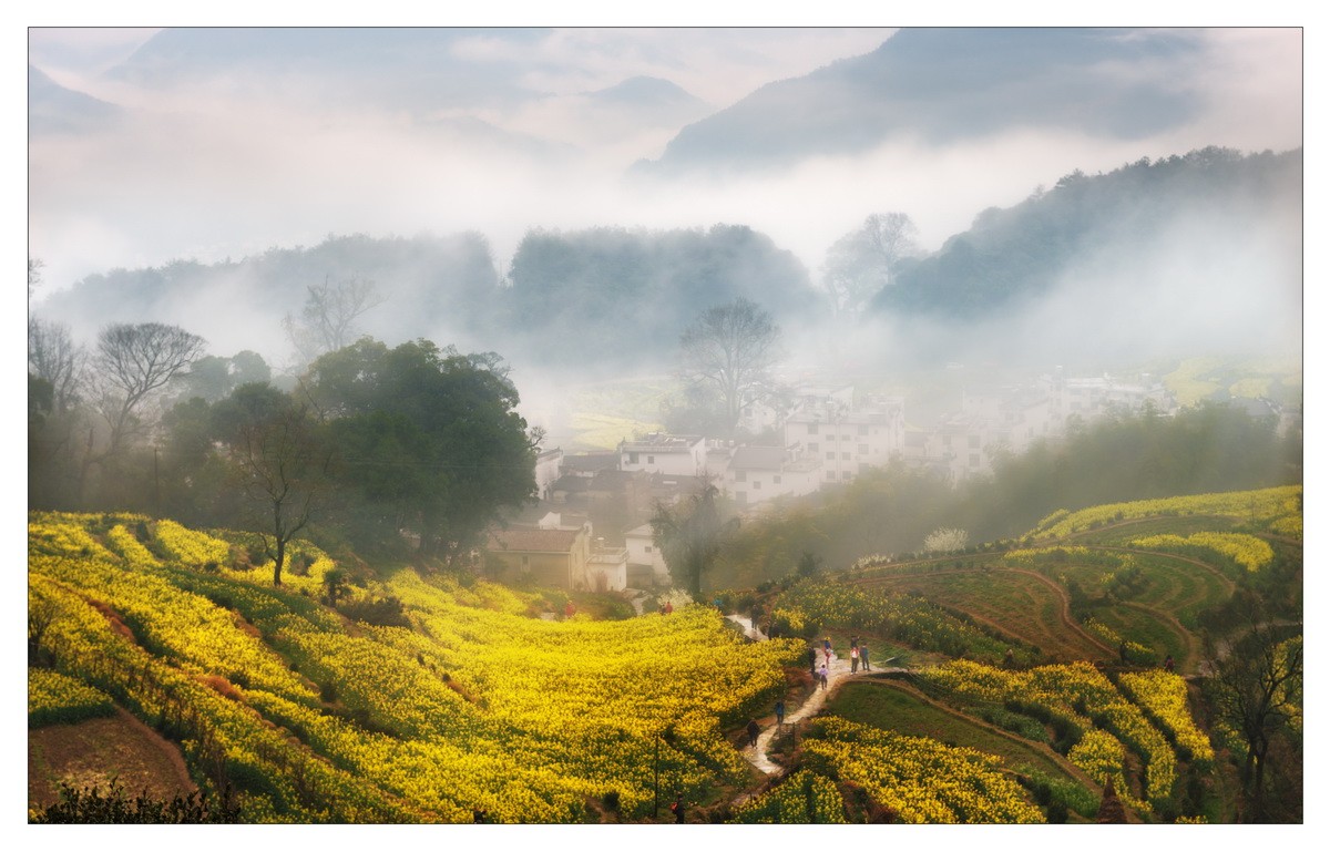 油菜花开小山村