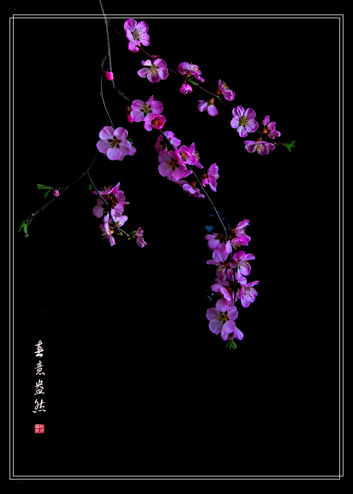春暖花开cc最新地址