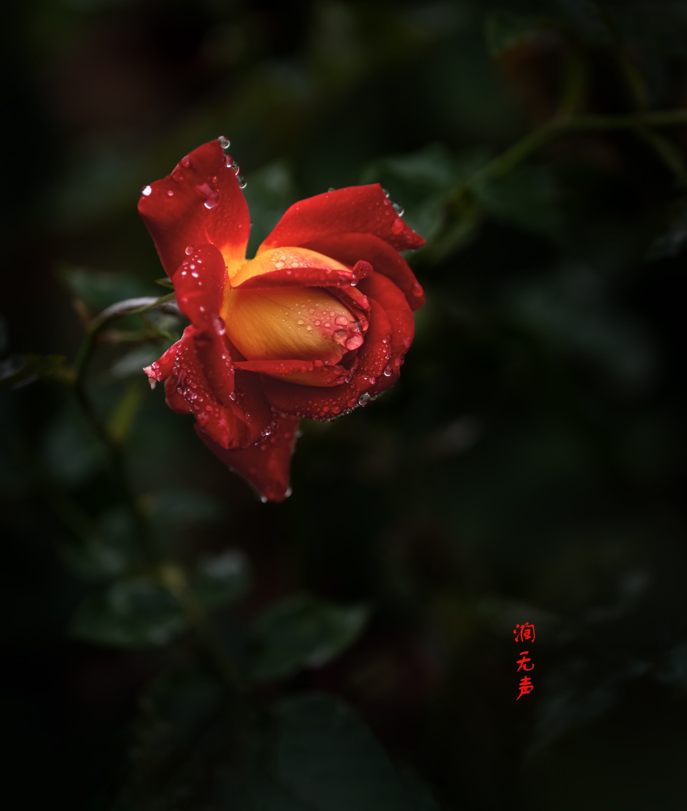 雨中的玫瑰|摄影|其他摄影|摄像师杨涛_原创作品-站酷ZCOOL